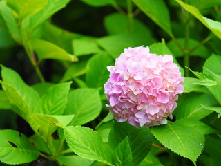 北海道の絶景 小樽貴賓館 旧青山別邸のあじさい
