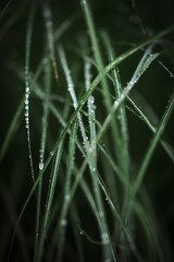 dew drops on the grass
