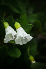 white flowers convolvulus arvensis after rain