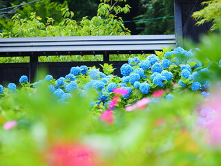 北海道の絶景 小樽貴賓館 旧青山別邸のあじさい園