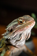 bearded dragon
