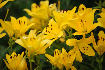 background of many yellow lilies - Powered by Adobe