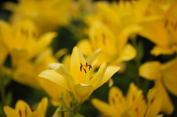 background of many yellow lilies