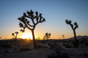 Sunset in Joshua Tree National Park where the sun sets behind a tree with splendid blue sky.
