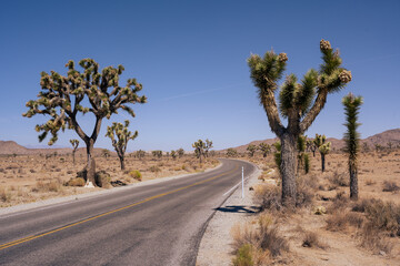 Street in Joshua Tree National Park in sunny daytime with trees on the shoulder.
