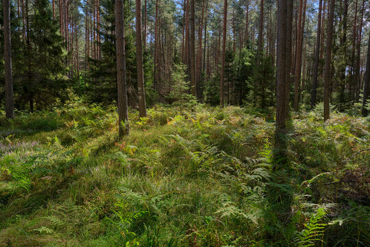 las, Polska, Mazury, lato, wakacje, drzewa, puszcza © minigraph