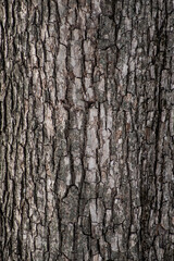 Tree trunk, tree bark close-up background.