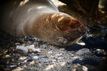 island sea lion
