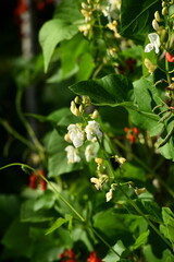 Garden beans bloom during summer