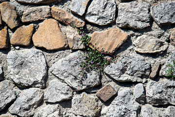 Background stone wall covered with green plants