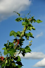 White and red bean flowers against a blue sky background