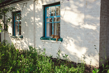 cat is lying on the windowsill