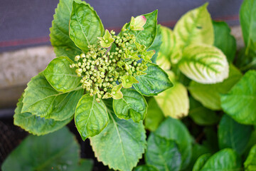 Hortensia en el inicio de su floración © ESTHER