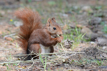 Naklejka na ściany i meble Red squirrel (Sciururs vulgaris)