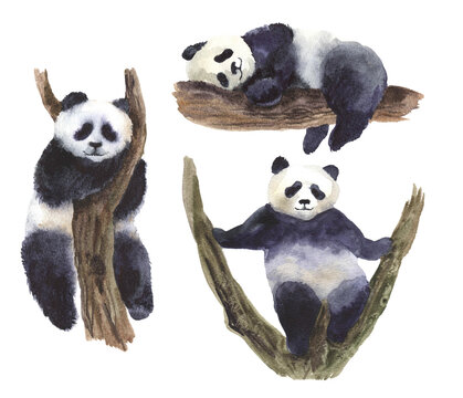 Watercolor panda bamboo. collection native. head image wildlife. zoo print portrait. hand vintage beautiful nature bear. panda fun art. mammal wild sketch. china watercolor