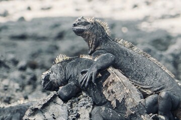 galapagos land iguana