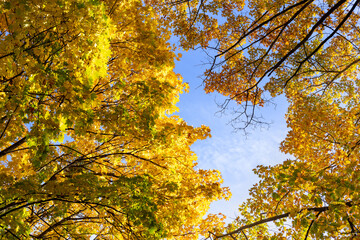 Looking up into the autumn sky with yellow colored maple tree leafs. Background with copy space.