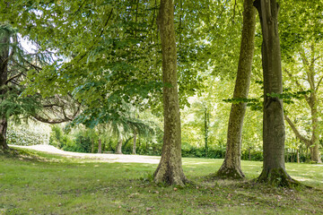magical forest surrounded by trees
