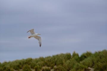 Möwe im Flug über den Dünen