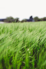 green wheat field in summer