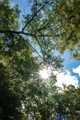 rays of sunlight streaming through trees on a sunny day