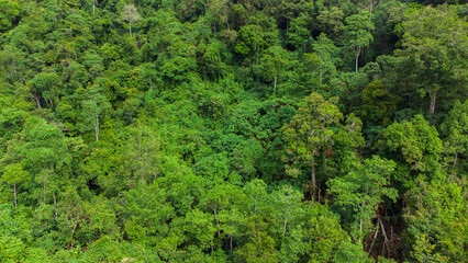 Fototapeta na wymiar Aerial photo of tropical forest in Aceh Province, Indonesia. 