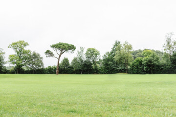 beautiful meadow with beautiful trees in the background