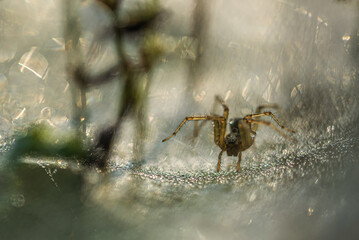 Funnel spider labyrinth in the web in the morning dew