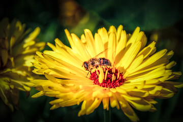 Bee getting some nectar.

