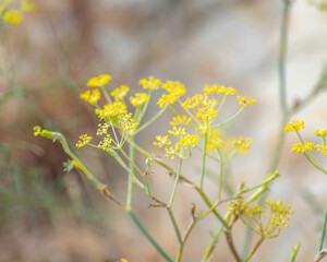 Close up of Fennel (Foeniculum vulgare) with its yellow flowers, Lake Hollywood, Los Angeles, CA.