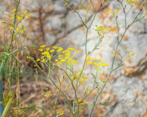 Close up of Fennel (Foeniculum vulgare) with its yellow flowers, Lake Hollywood, Los Angeles, CA.