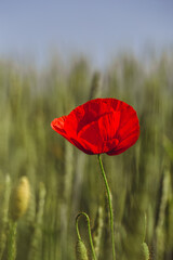 red poppy in the field