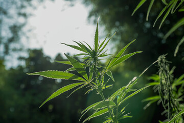 Close up fresh green Cannabis leaves, buds, flowers in Marijuana research farm, herbal alternative medicine, THC,CBD, commercial Cannabis cultivation business