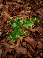 Little Green Holly Tree in Brown Autumnal Leaves