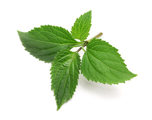 Patchouli (Pogostemon cablin ), perfumery ingredient isolated on white background