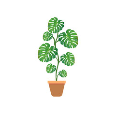 Monstera Deliciosa plant in white platic pot with isolated white background