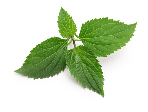 Patchouli (Pogostemon cablin ), perfumery ingredient isolated on white background