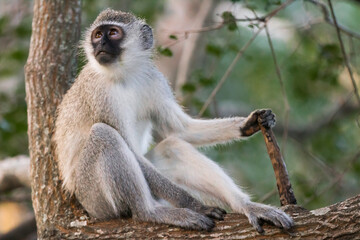 A vervet monkey looks into the sky