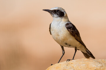 Black-eared wheatear (Oenanthe hispanica) a european bird.