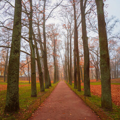 Late autumn, the perspective of leafless trees in the morning in a foggy park.