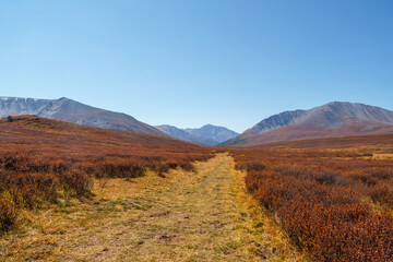 Hiking road through the autumn mountain plateau. Rough dirt road leading through orange autumn fields into mountains. Mountain plateau with a dwarf birch of the red color of the sunlit mountainside.
