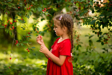 A cute girl of 6 years old in a red dress picks cherries in the garden at sunset. Summer. Eco-friendly products. Delicious food. Fruit. Childhood.
