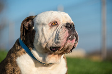 Obraz premium Brindle coat American Bulldog dog portrait outside
