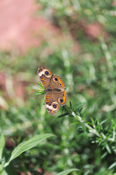 Orange tan and cream toned junonia coenia common buckeye butterfly suns its open wings atop the green grass in the desert botanical garden