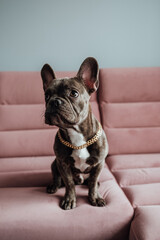 Small French Bulldog with Golden Chain Sitting on the Pink Sofa Looking Up Pitifully
