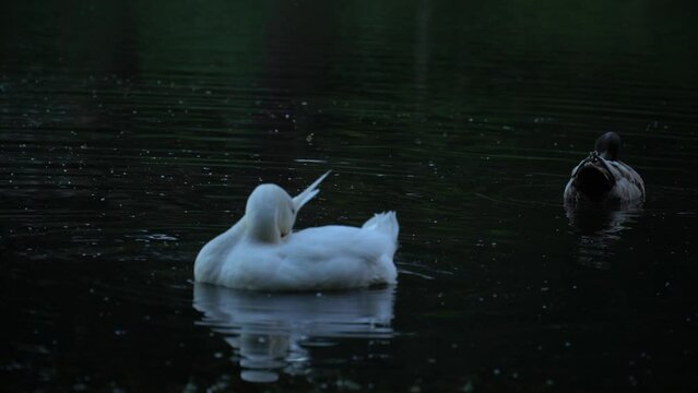 Closeup of two American Pekin ducks swimming in a lake in Mingus Park, Coos Bay, Oregon
