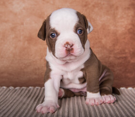 Funny American Bullies puppy on brown background
