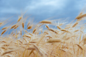 Fototapeta premium A field of rye against a blue sky. Background. Nature. Summer harvest.