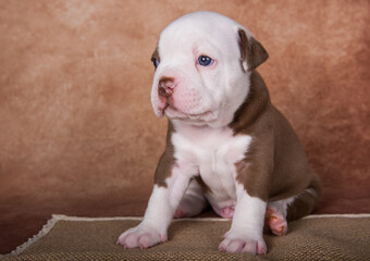 Funny American Bullies puppy on brown background