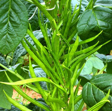  garden fresh indian vegetable green cluster beans or guar beans also known in india as guwar,guvar bean,guar bean on plant in garden selective focus